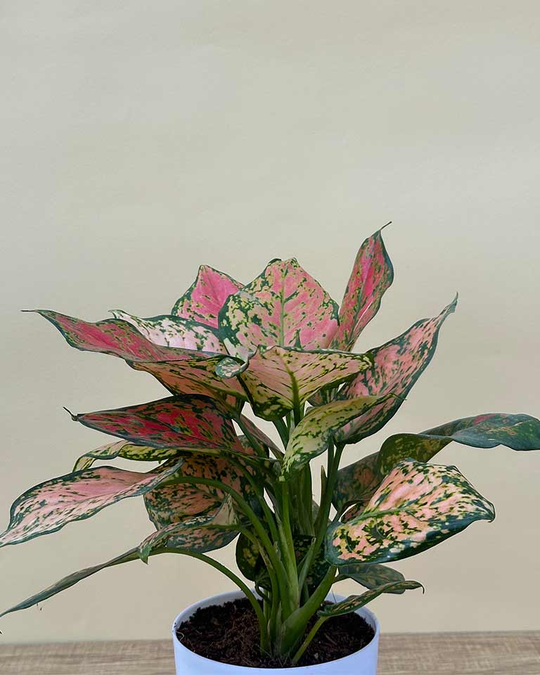 Aglaonema Pink Plant
