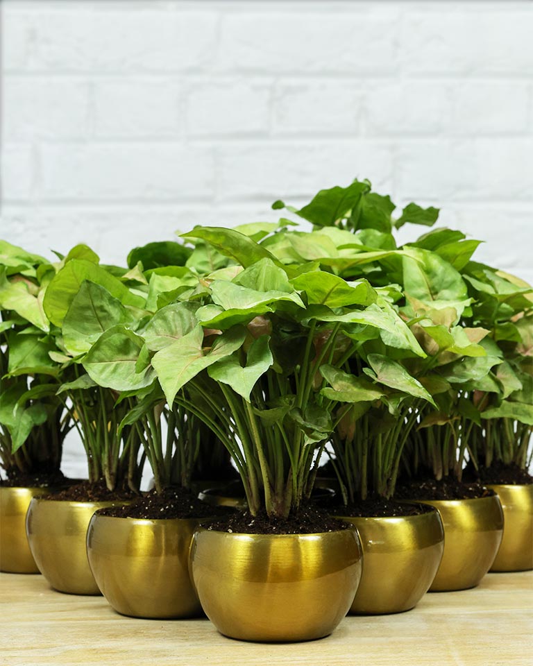 plant gift