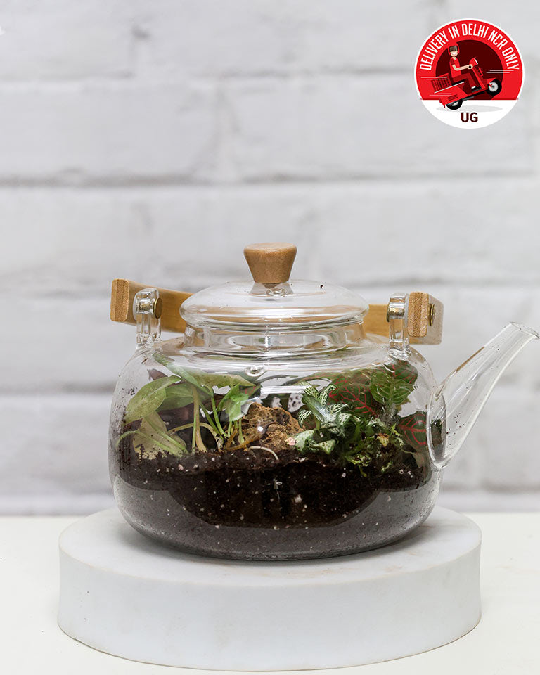 Terrrarium