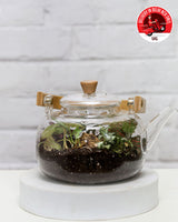 Terrrarium