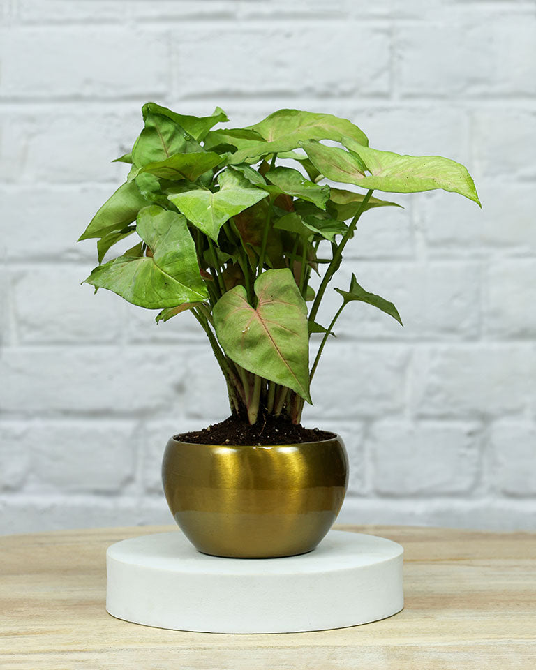 corporate gifting 
