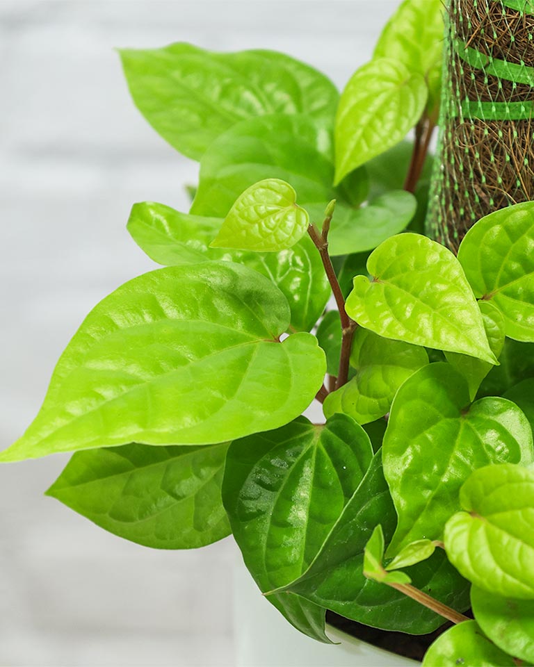 Betel Leaf Plant