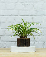 Spider Plant in Wooden Planter – Eco-Friendly Corporate Gift for Clients & Employees