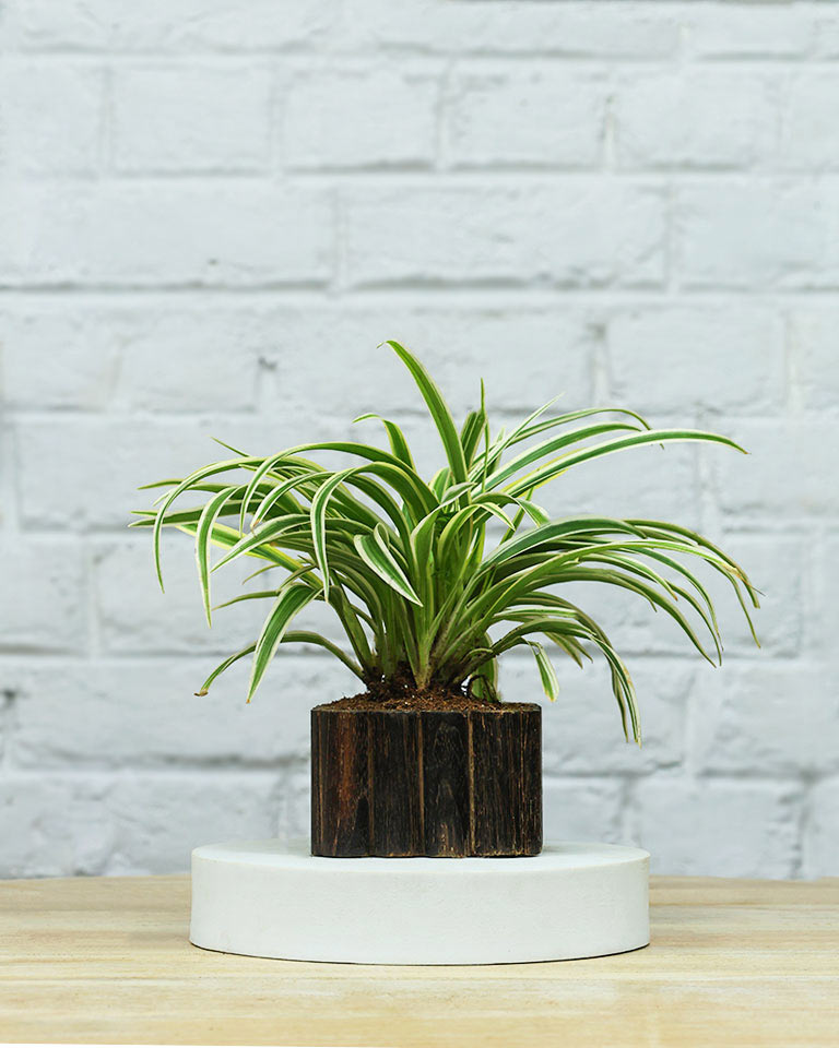 Spider Plant in Wooden Planter – Eco-Friendly Corporate Gift for Clients & Employees