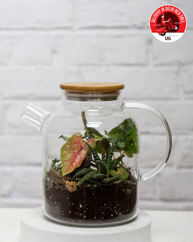 Terrrarium