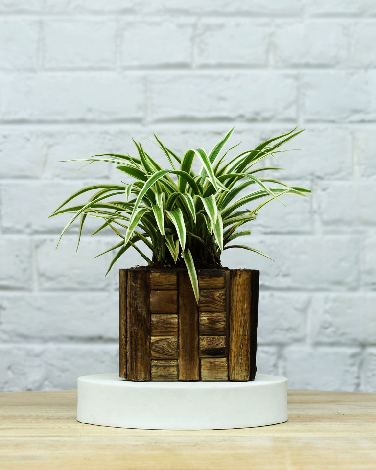 Spider Plant in Wooden Planter – Eco-Friendly Corporate Gift for Clients & Employees