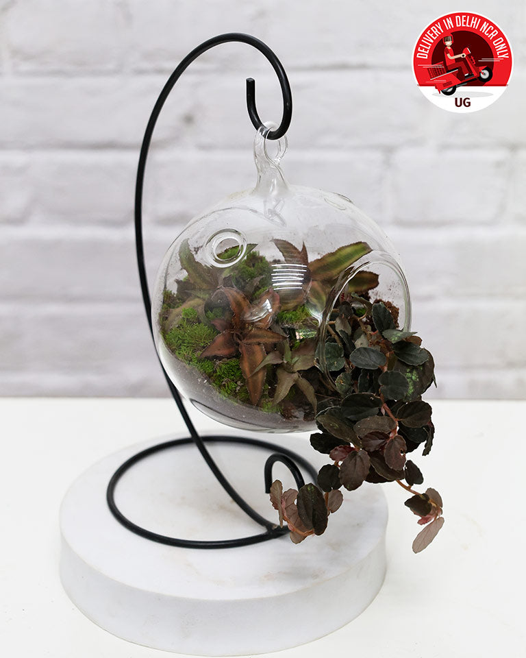 Terrrarium