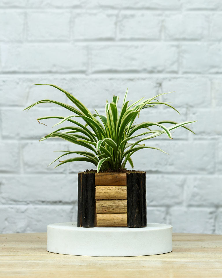 Spider Plant in Wooden Planter – Eco-Friendly Corporate Gift for Clients & Employees
