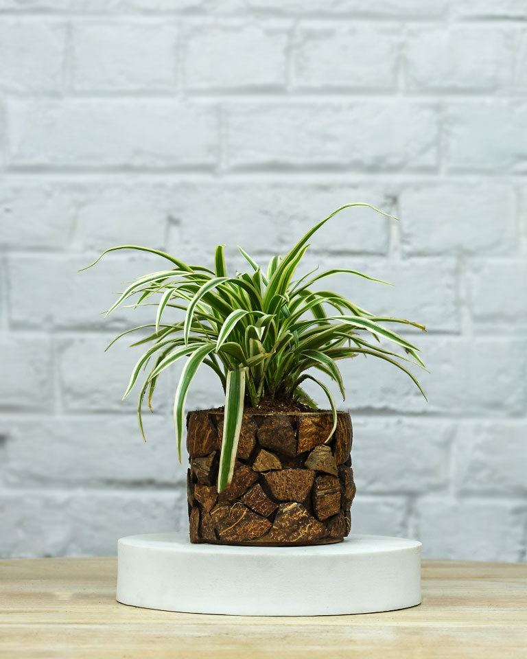 Spider Plant in Wooden Planter – Eco-Friendly Corporate Gift for Clients & Employees