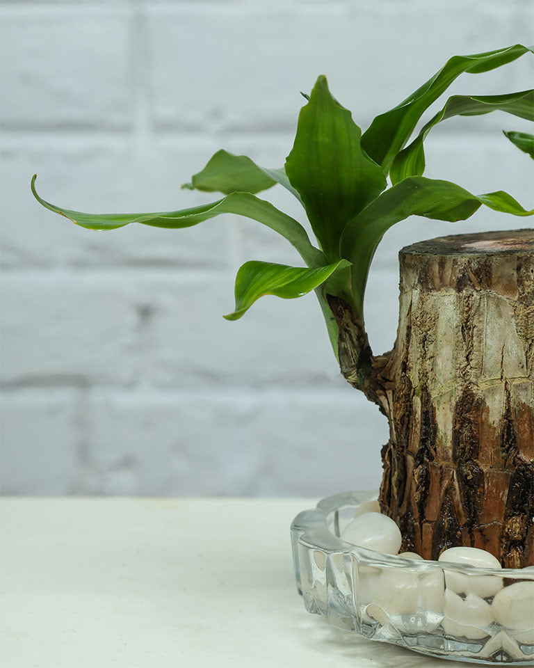 Brazilwood Plant – Dracaena Fragrans