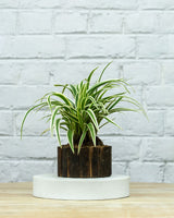 Spider Plant in Wooden Planter – Eco-Friendly Corporate Gift for Clients & Employees