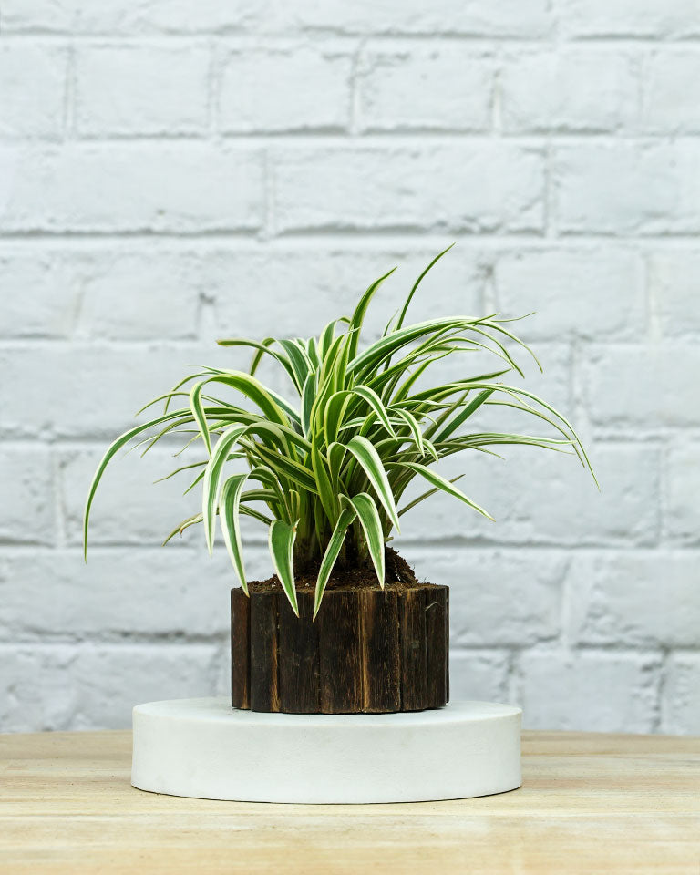 Spider Plant in Wooden Planter – Eco-Friendly Corporate Gift for Clients & Employees