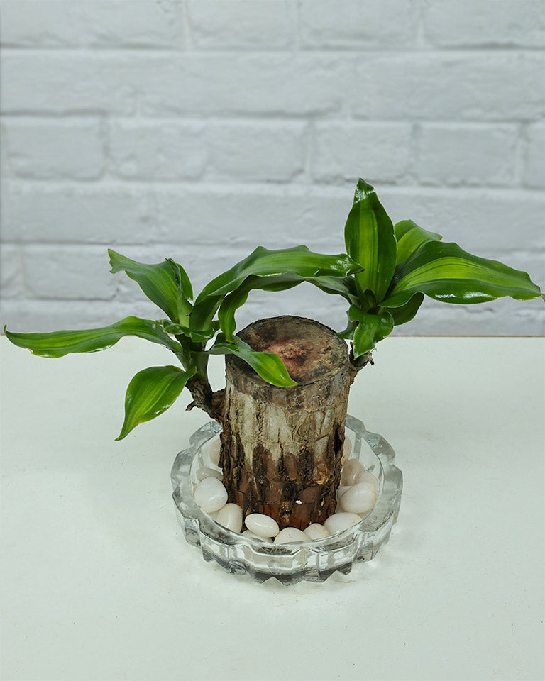 Brazilwood Plant – Dracaena Fragrans