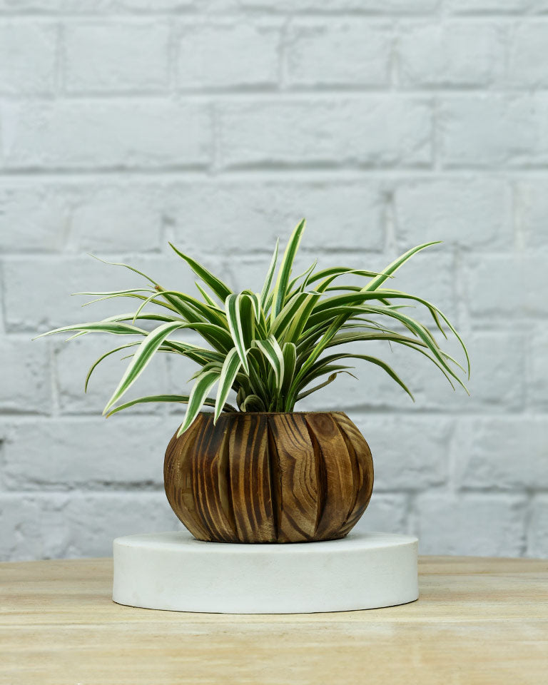 Spider Plant in Wooden Planter – Eco-Friendly Corporate Gift for Clients & Employees