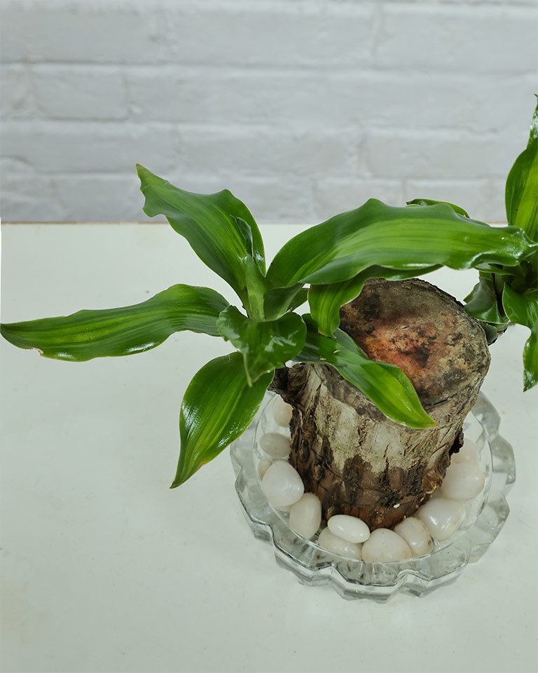 Brazilwood Plant – Dracaena Fragrans