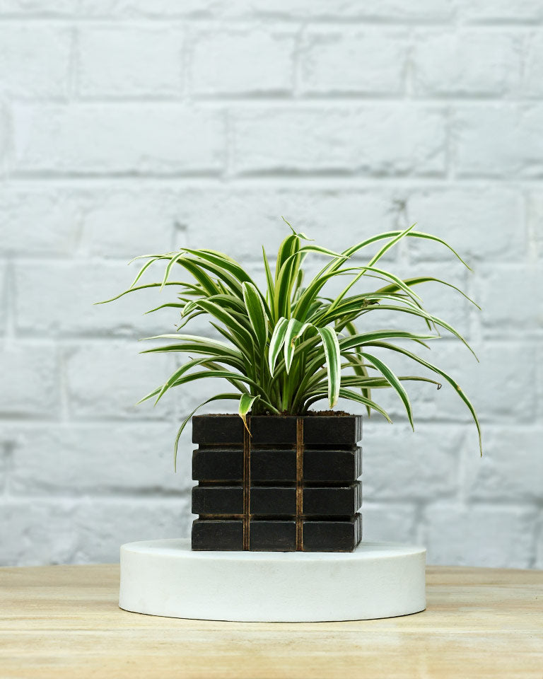 Spider Plant in Wooden Planter – Eco-Friendly Corporate Gift for Clients & Employees