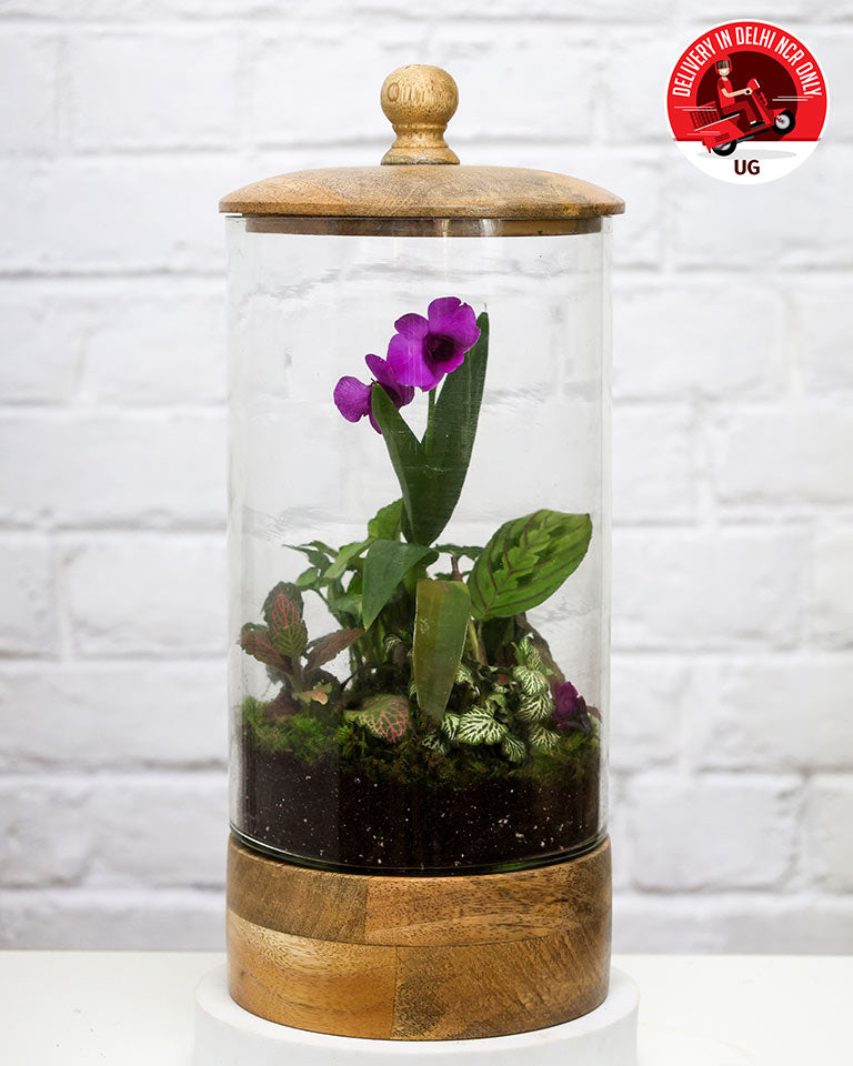 Terrrarium