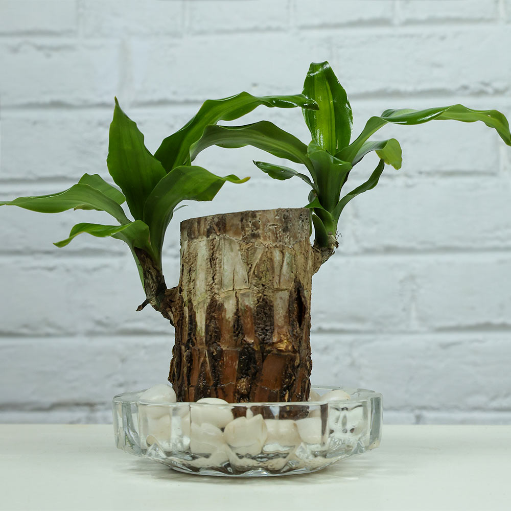 Brazilwood Plant – Dracaena Fragrans