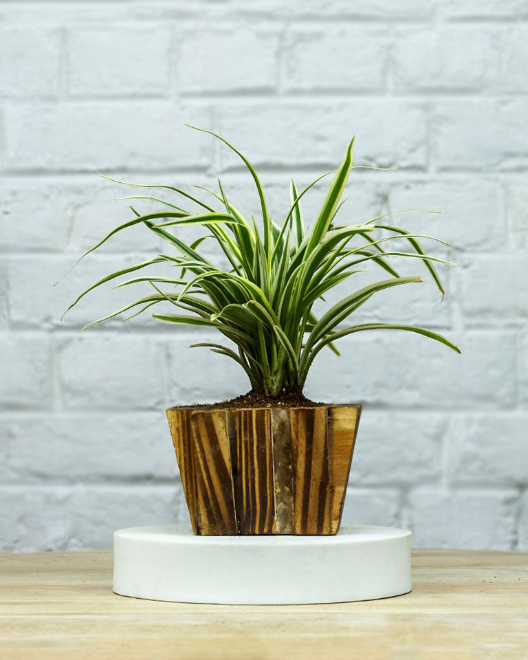 Spider Plant in Wooden Planter – Eco-Friendly Corporate Gift for Clients & Employees
