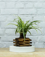 Spider Plant in Wooden Planter – Eco-Friendly Corporate Gift for Clients & Employees