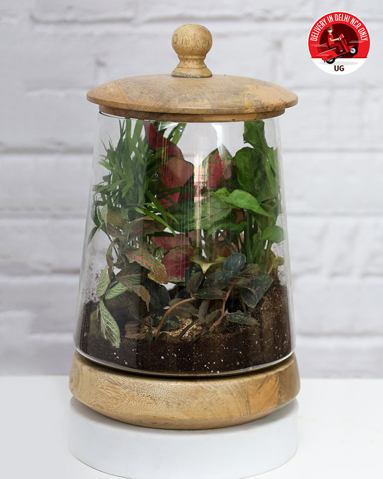 Terrrarium