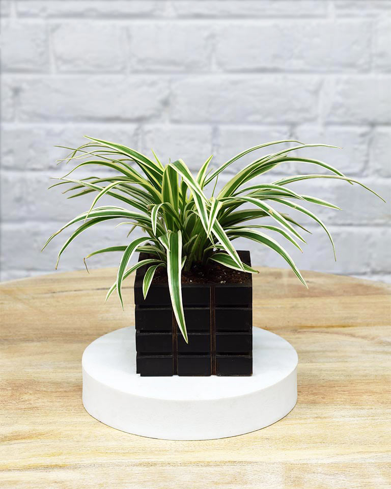 Spider Plant in Wooden Planter – Eco-Friendly Corporate Gift for Clients & Employees