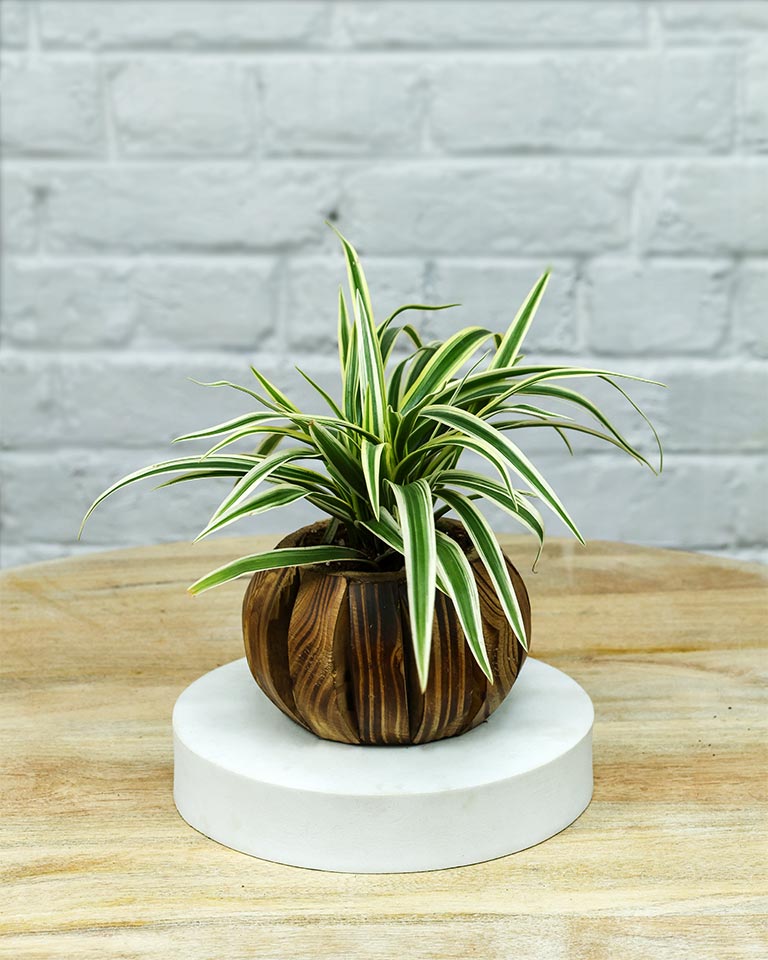 Spider Plant in Wooden Planter – Eco-Friendly Corporate Gift for Clients & Employees