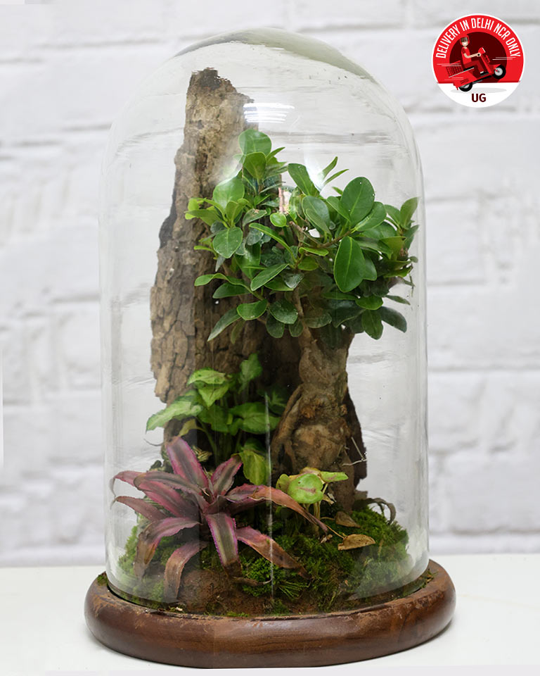 Terrrarium