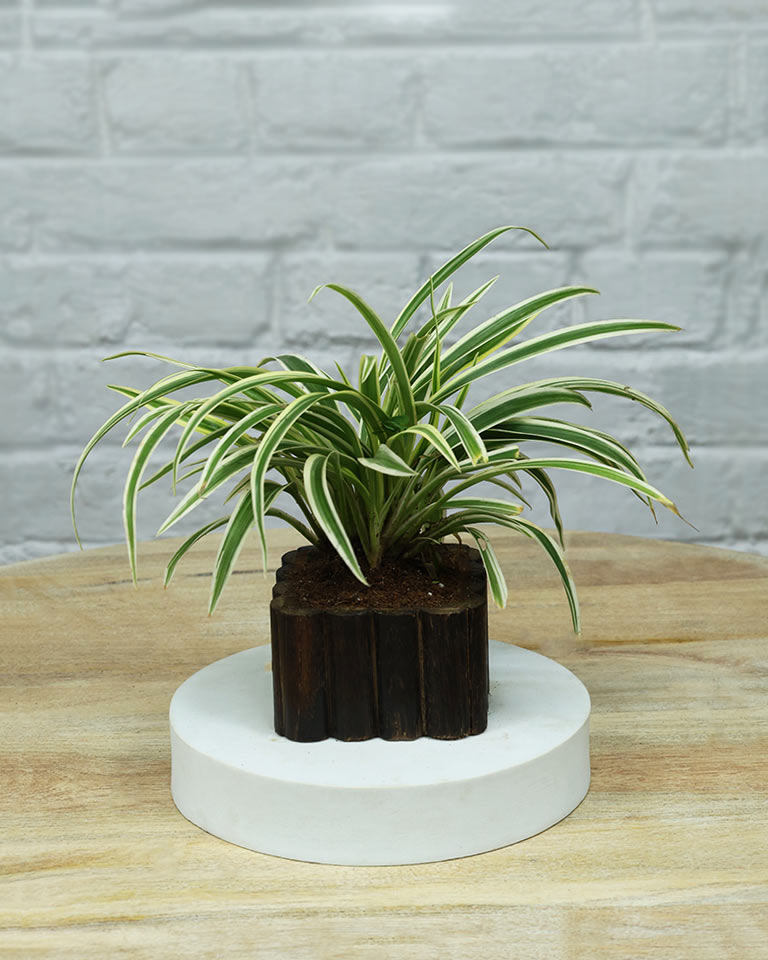 Spider Plant in Wooden Planter – Eco-Friendly Corporate Gift for Clients & Employees
