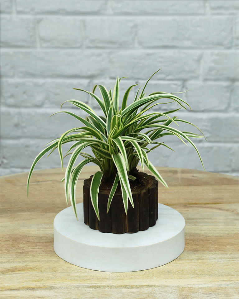 Spider Plant in Wooden Planter – Eco-Friendly Corporate Gift for Clients & Employees