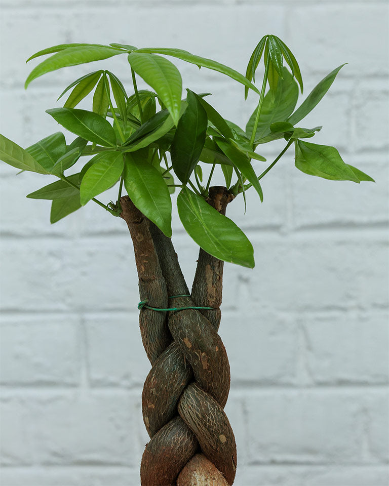 braided pachira money plant Braided Pachira Money Tree Online at The Lowest Price- Unlimited Greens – unlimitedgreens