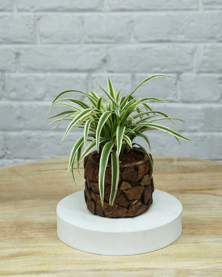 Spider Plant in Wooden Planter – Eco-Friendly Corporate Gift for Clients & Employees