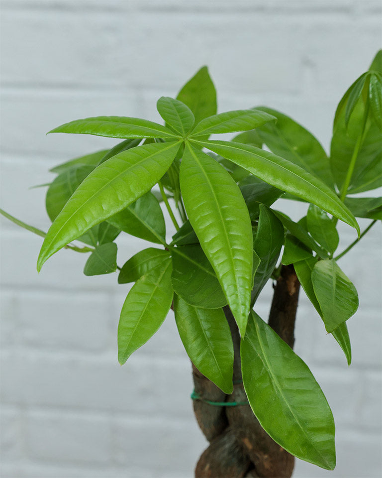 Braided Pachira Money Tree