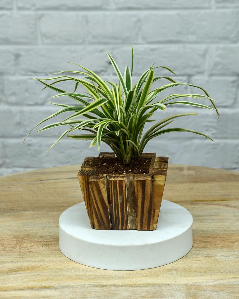 Spider Plant in Wooden Planter – Eco-Friendly Corporate Gift for Clients & Employees
