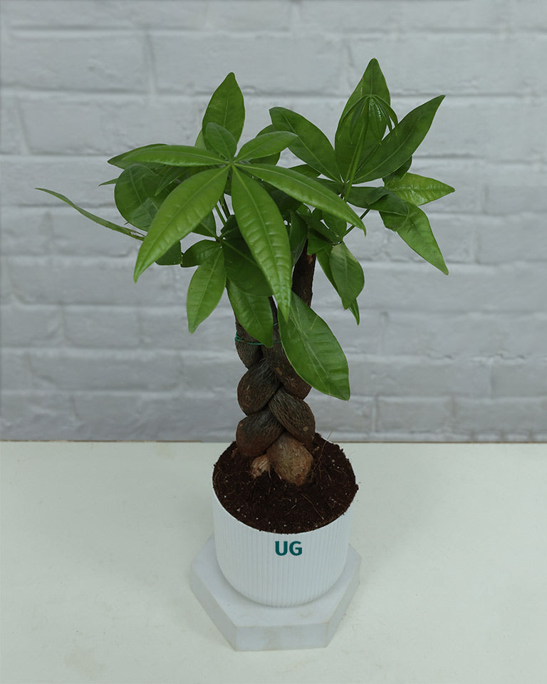 Braided Pachira Money Tree