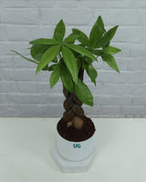 pachira plant online