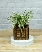Spider Plant in Wooden Planter – Eco-Friendly Corporate Gift for Clients & Employees