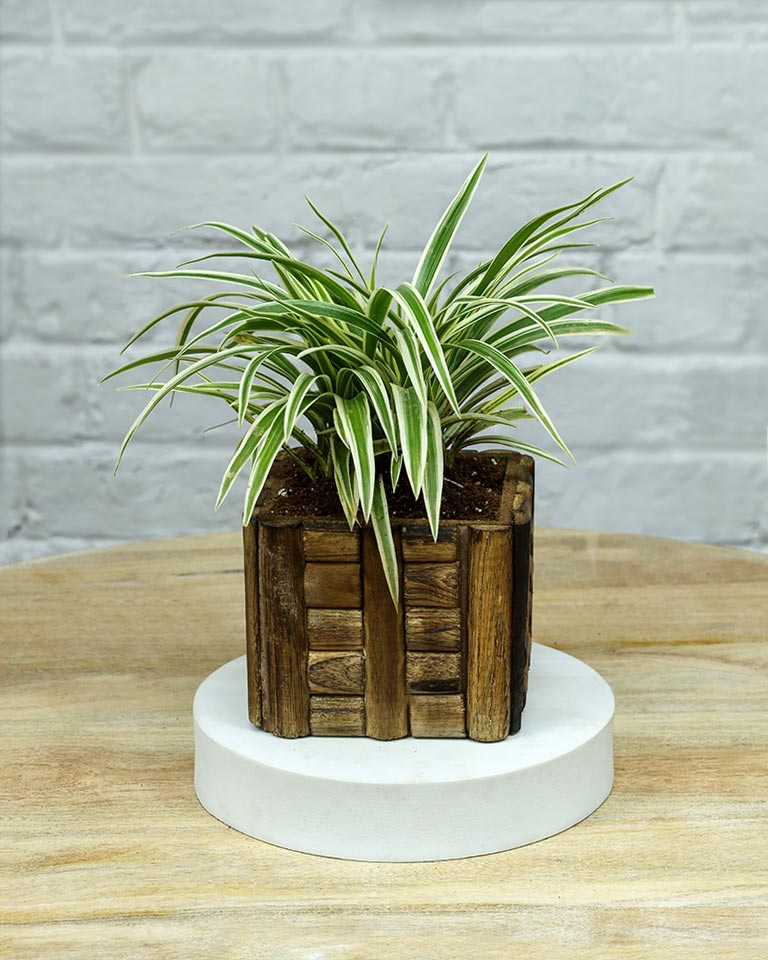 Spider Plant in Wooden Planter – Eco-Friendly Corporate Gift for Clients & Employees