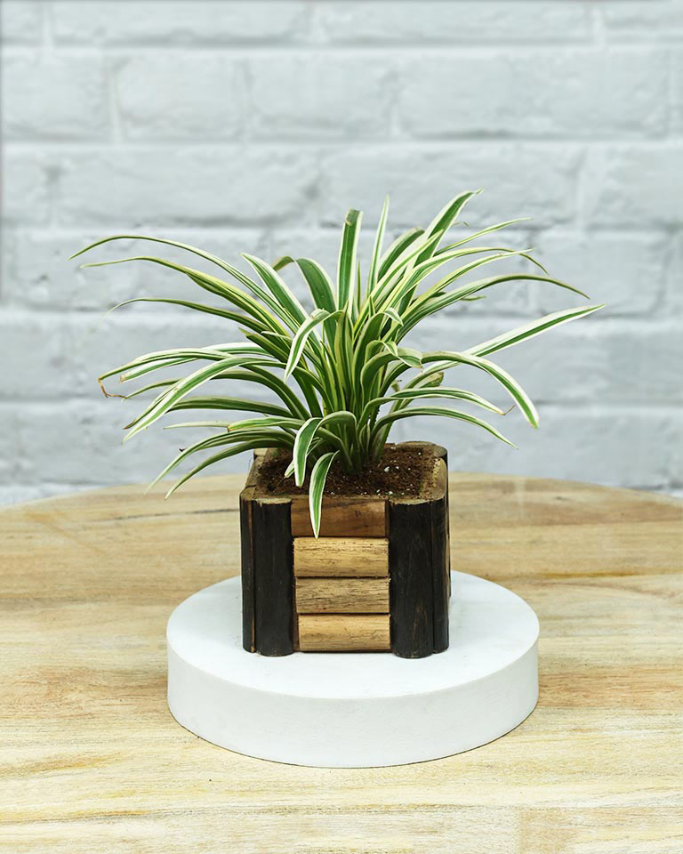 Spider Plant in Wooden Planter – Eco-Friendly Corporate Gift for Clients & Employees