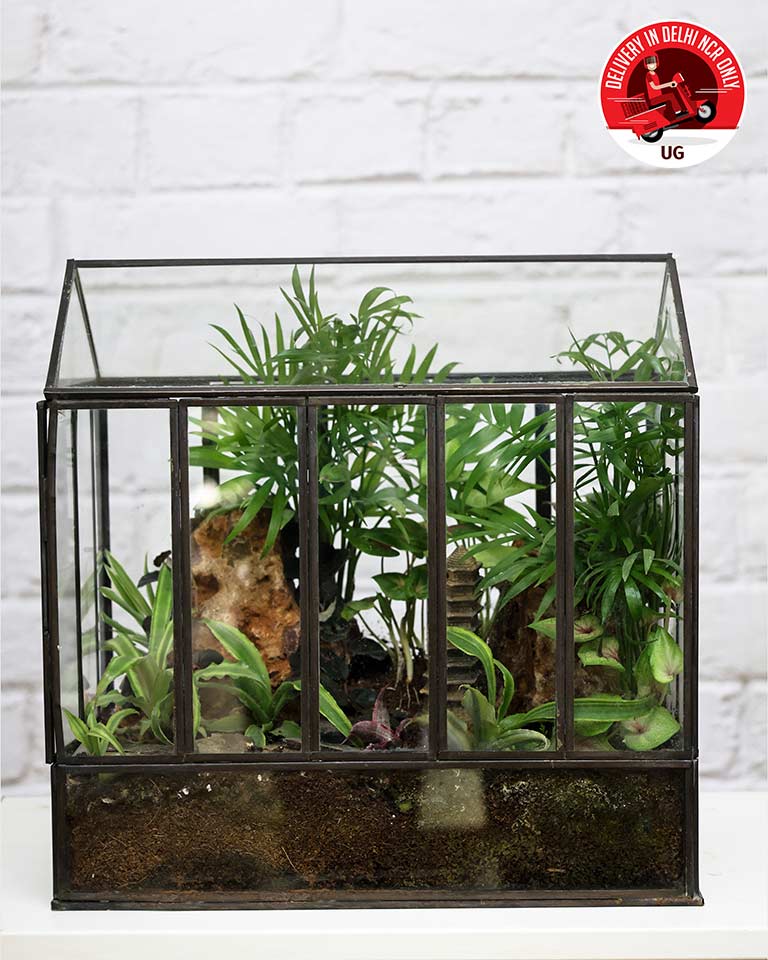 Terrrarium