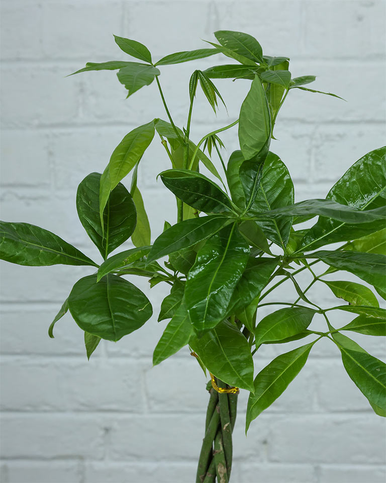 Money Tree Pachira Braided – A Symbol of Prosperity and Natural Grace