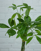 Money Tree Pachira Braided – A Symbol of Prosperity and Natural Grace