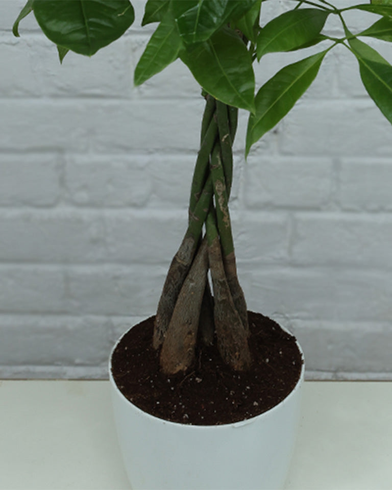 Money Tree Pachira Braided – A Symbol of Prosperity and Natural Grace