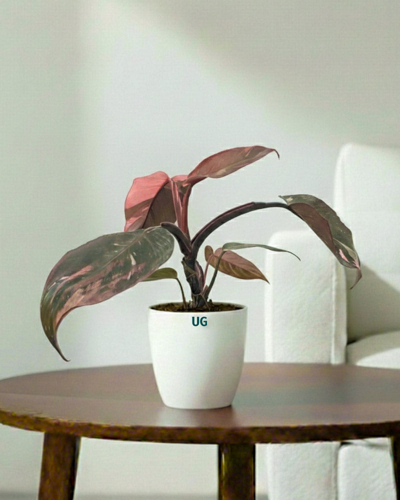 Philodendron Pink Princess Plant