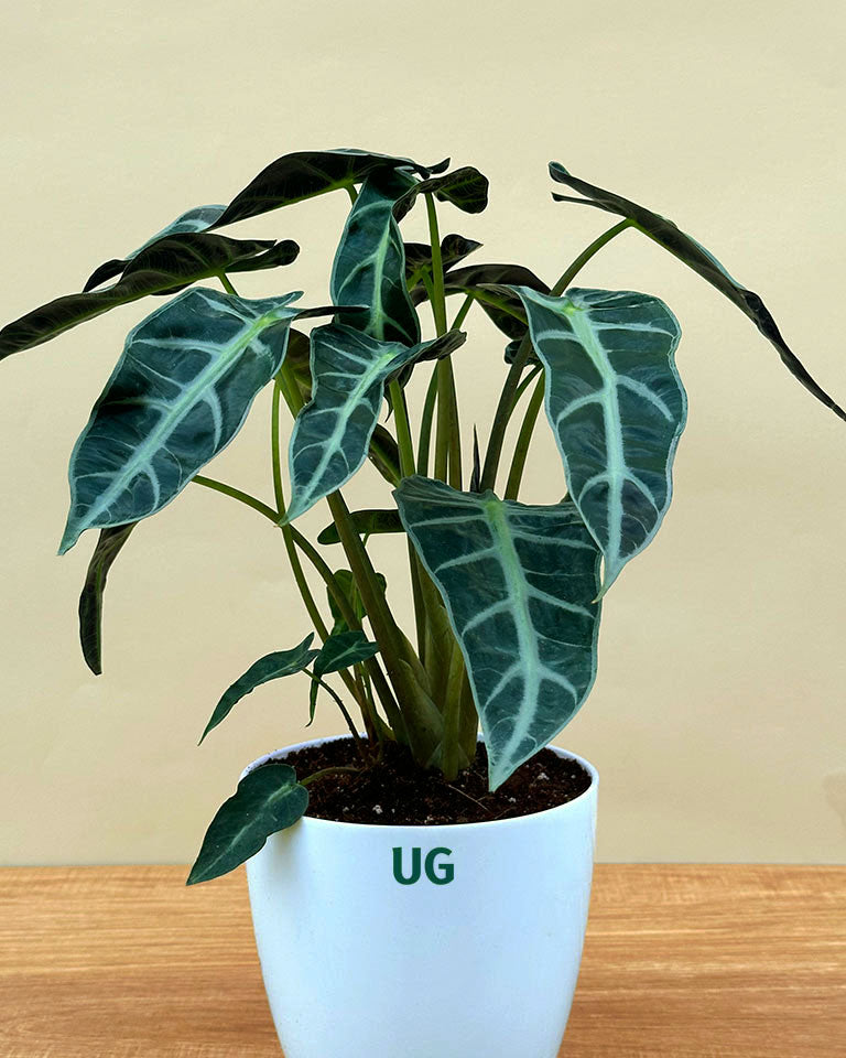 Alocasia Polly Plant