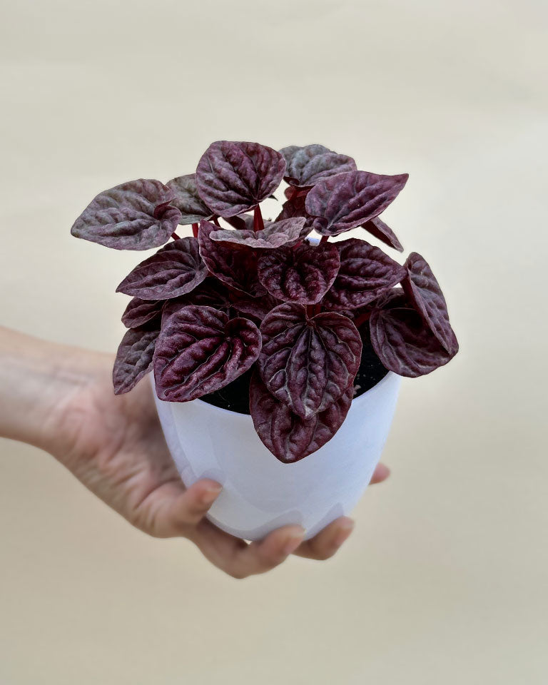 Red Radiator Plant Red Luna Radiator Plant | Peperomia caperata 'Red Luna' – unlimitedgreens