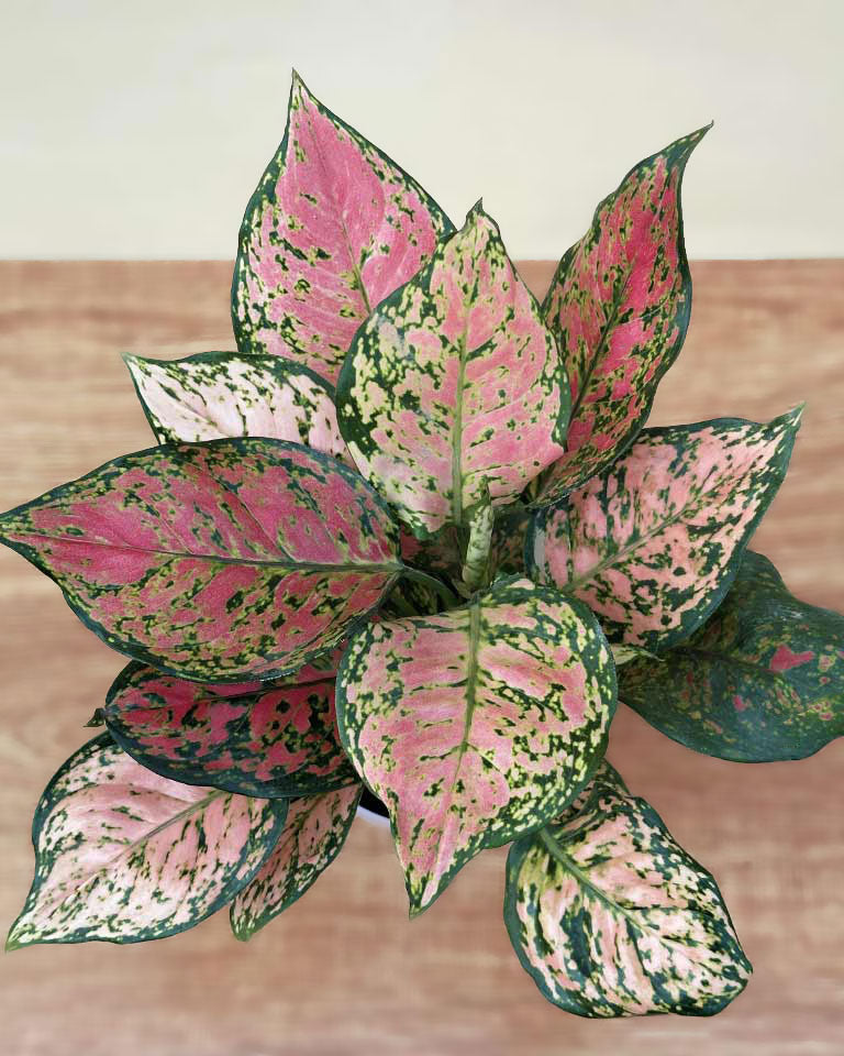 Aglaonema Pink Plant