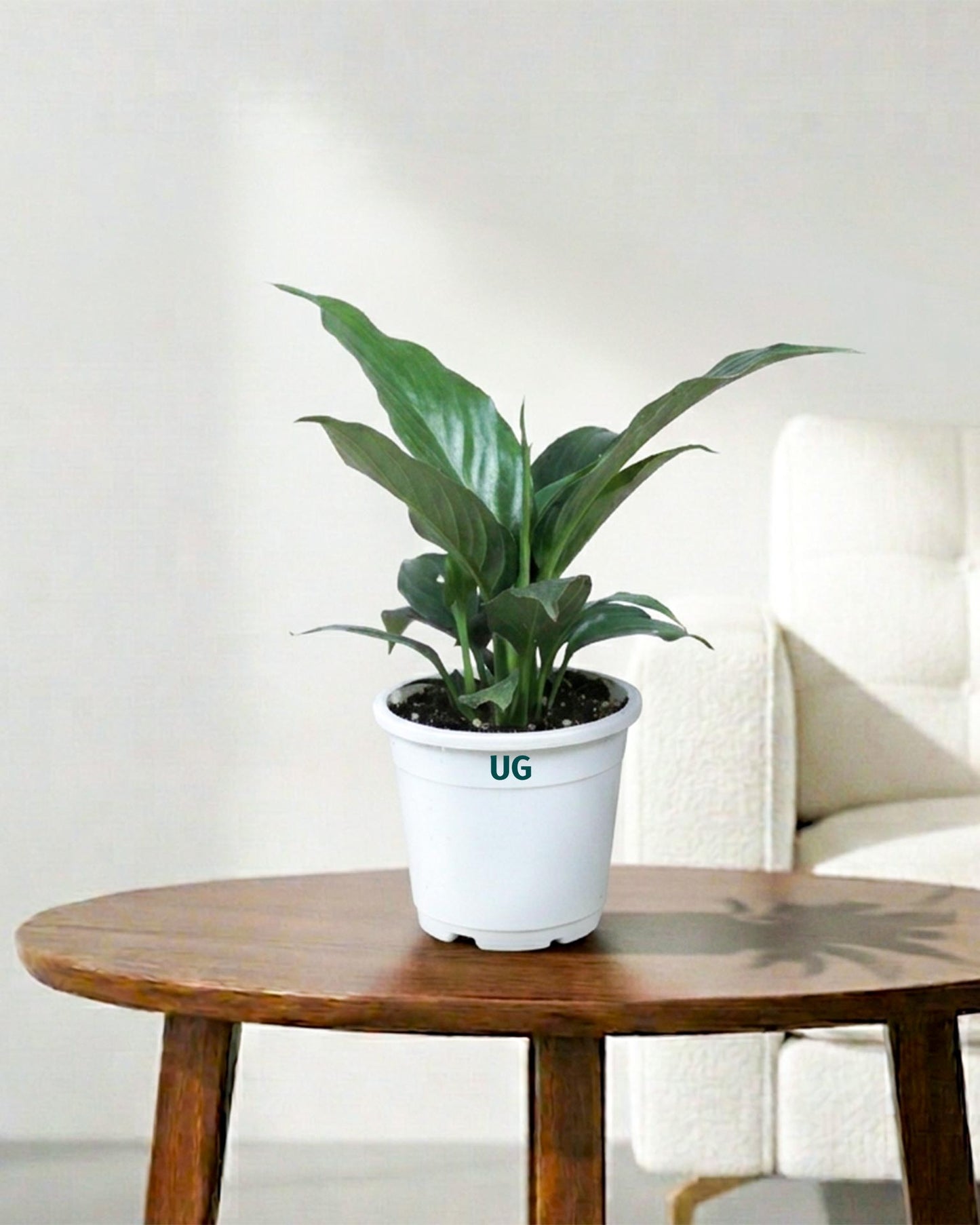 aspidistra peace lily Shop Peace Lily Plant (Spathiphyllum) online