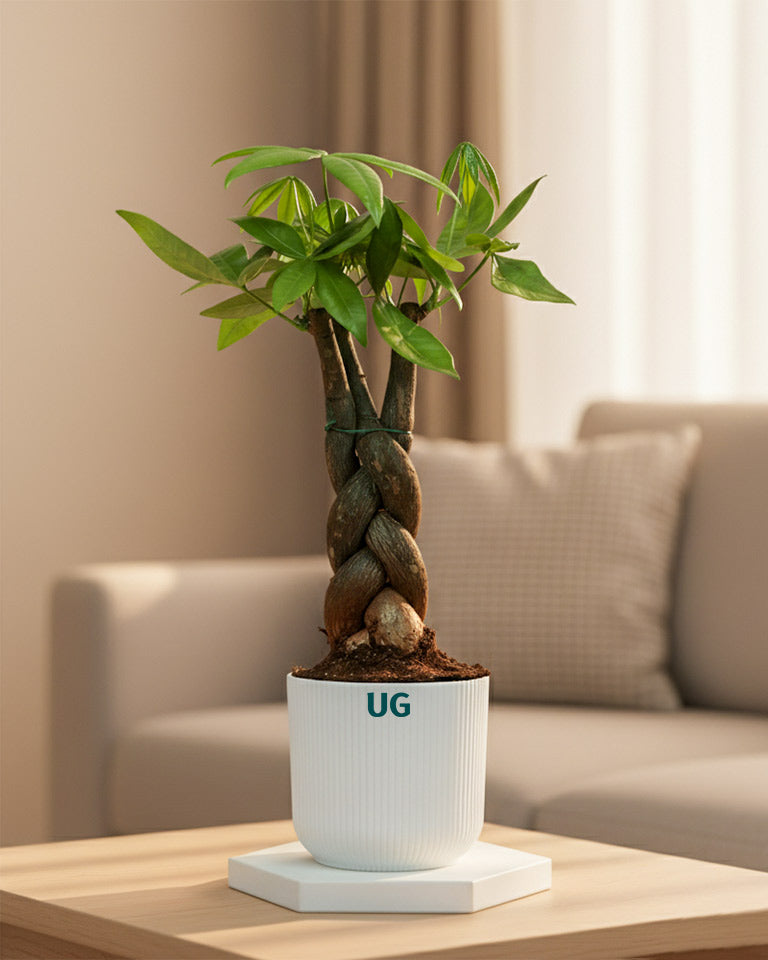 online indoor plants 