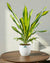 Madhumalti Plant Care: Complete Guide to Growing Madhumalti Creeper at ...